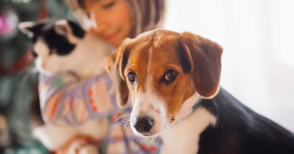 Marché des petfoods : le succès des DNBV bouscule la concurrence
