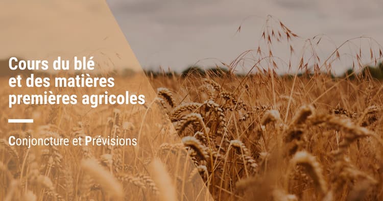 Prévisions des cours du blé et des matières premières agricoles : tendances et perspectives
