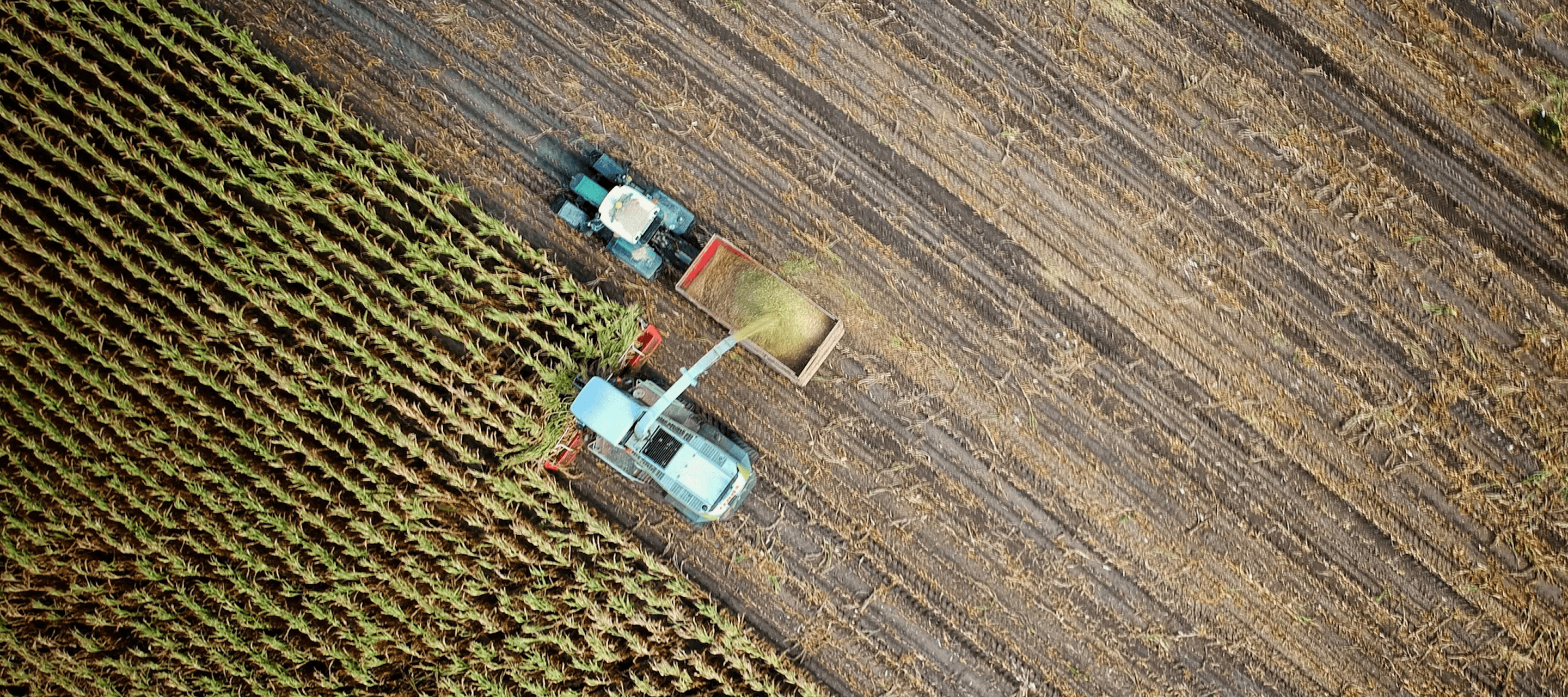 Récolte mécanisée dans un champ agricole - illustration du secteur alimentaire