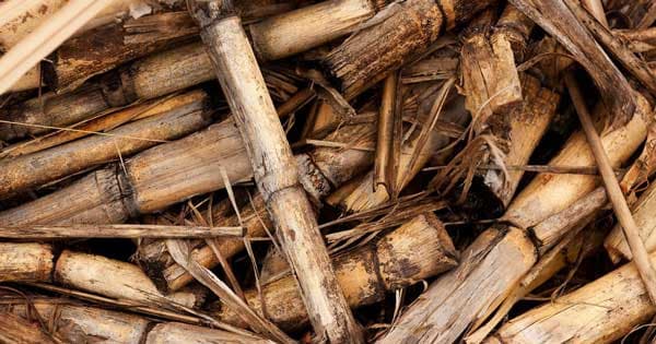 La filière biomasse est tirée par le biométhane injecté