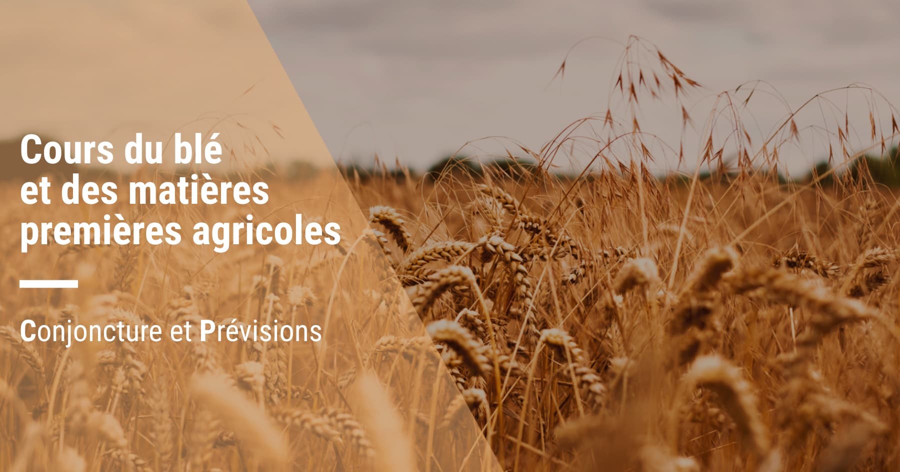 Prévisions des cours du blé et des matières premières agricoles : tendances et perspectives